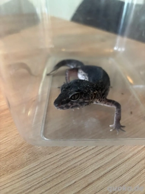 leopardgecko weibchen blacknight msbn eclipse  Bild 5