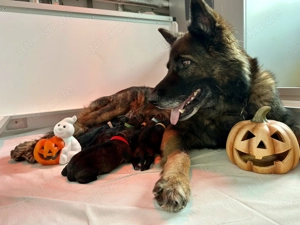 Deutsche Schäferhunde Langstockhaar (Altdeutsche SH)