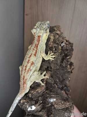 Höckerkopfgecko rhacodactylus auriculatus red stripe