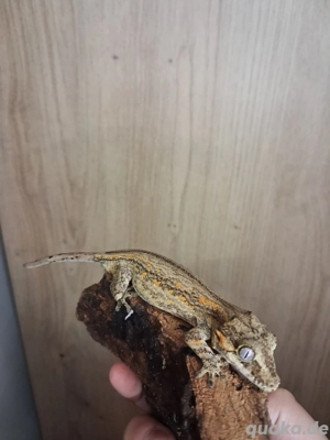 Höckerkopfgecko Rhacodactylus auriculatus 1.0 