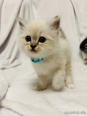 Heilige Birma Kitten Weihnachtswurf