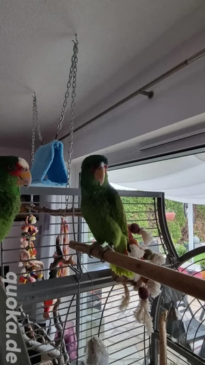 Ein Weißstirnamazonen Paar 