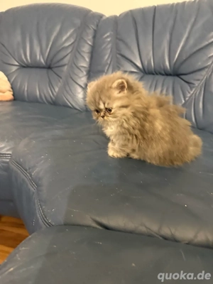 britisch Kurzhaar Kitten