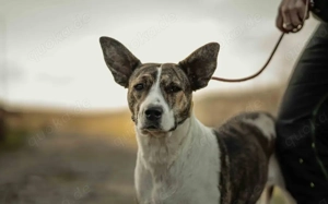 Floppy sucht ein Zuhause