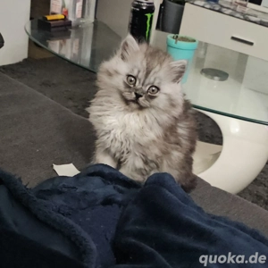  Perserkatzen langes Haar