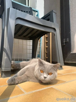  Zauberhafte BKH-Kitten suchen ein liebevolles Für-Immer-Zuhause