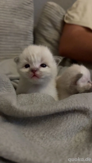 Wunderschöne Ragdoll-Kitten   Lilac & Blue Point   zur Reservierung bereit!
