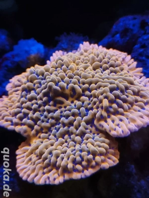 Phönix Montipora 