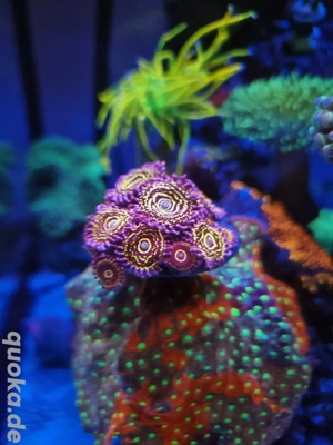 Zoa Stratosphere  Bild 2