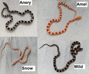 Kornnatter Babys Schlüpflinge ab Juli 2025 Teil 1