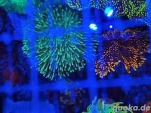 Lederkoralle und Anemone Godzilla