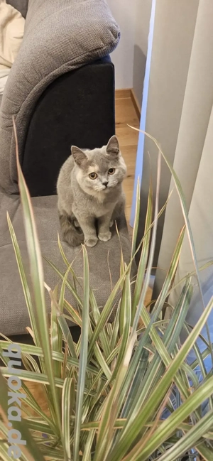 Reinrassige BKH Kätzchen 