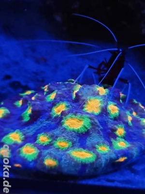 Chalice Afterschock (Selten)