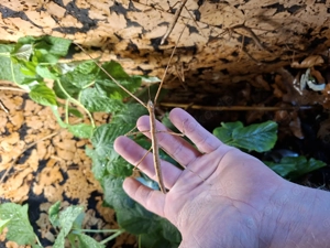 Annam Stabschrecke L1-Adult Bild 2