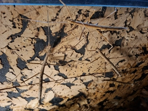 Annam Stabschrecke L1-Adult Bild 3