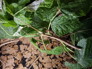 Annam Stabschrecke L1-Adult Bild 4