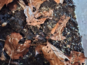 Annam Stabschrecke L1-Adult Bild 6