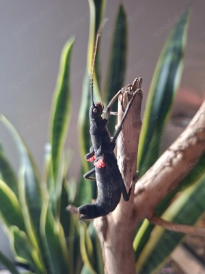 Samtschrecken L1-Adult 