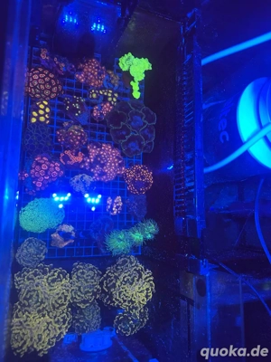 Korallen Ableger Meerwasser 