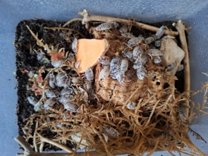 Porcellio laevis  Panda  Porcellio laevis  Orange  Porcellionides pruinosus  Kubanische Orange"