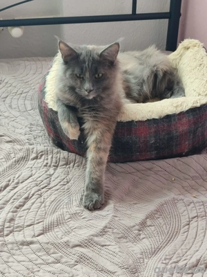 Maine coon katzen abzugeben 