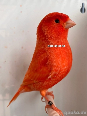 Kanarienvögel Rot, Kanarien