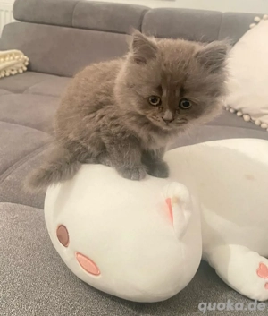 Reinrassiger British Kurzhaar Kater   Kitten sucht ein neues Zuhause