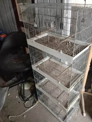 Käfig, kanarien vögel