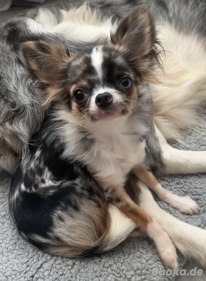 **Wunderschöne kleine Chihuahua Hündin**