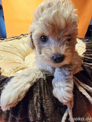     Toy-Zwergpudel-Welpen suchen liebevolles Zuhause    Bild 2