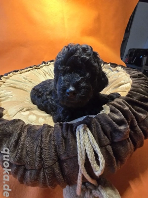     Toy-Zwergpudel-Welpen suchen liebevolles Zuhause    Bild 5