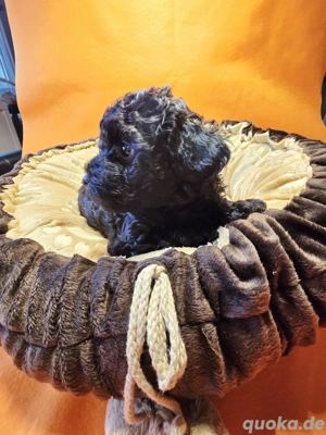     Toy-Zwergpudel-Welpen suchen liebevolles Zuhause    Bild 4