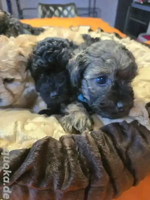     Toy-Zwergpudel-Welpen suchen liebevolles Zuhause    Bild 6