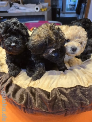     Toy-Zwergpudel-Welpen suchen liebevolles Zuhause    Bild 7