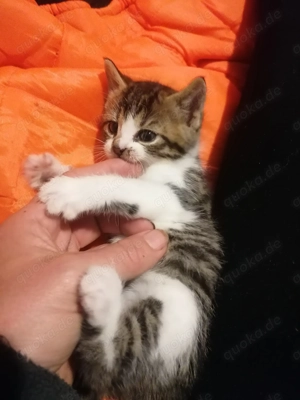 verschmustes Katzenmädchen 7 Wochen alt