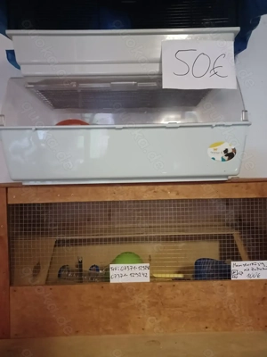  Goldhamster Babys  Bild 6