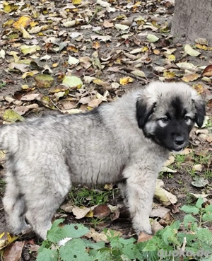 6 knuffige Kaukasen Welpen