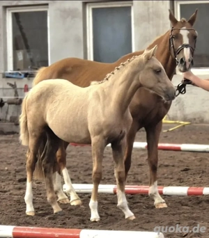 Dt. Reitpony Stutfohlen Palomino