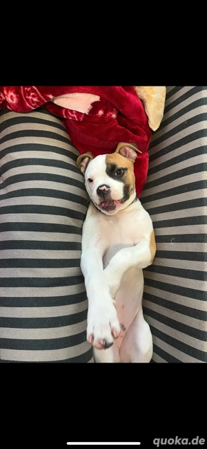 Liebevolles zuhause gesucht 