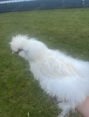 Seidenhennen zwei Hähne suchen ein Zuhause