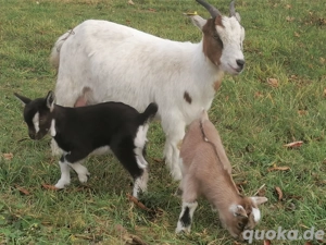 Zwergziege, Ziegen, Lämmer, Zicklein