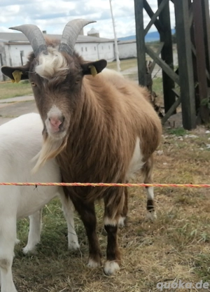 Zwergziege, Ziegen, Ziegen Bock 