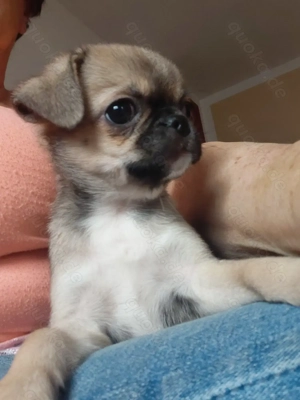 Kleine Prinzessin sucht ....