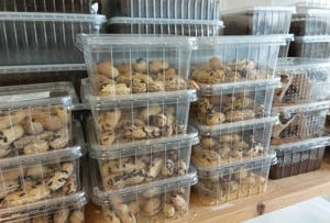 Frische Futtertiere aus Erfurt.  