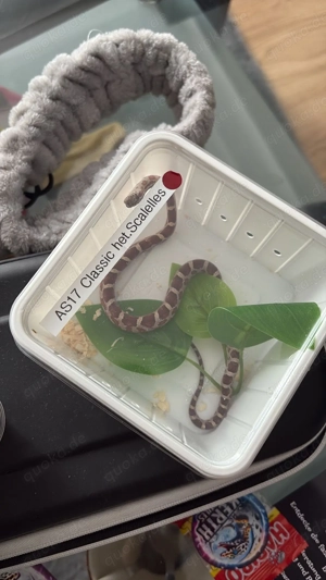 Kornatter Geschwister zu verkaufen 