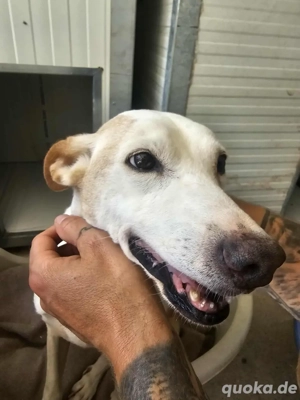 Mimi sucht ein Zuhause