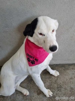 Vaunilha sucht ein Zuhause