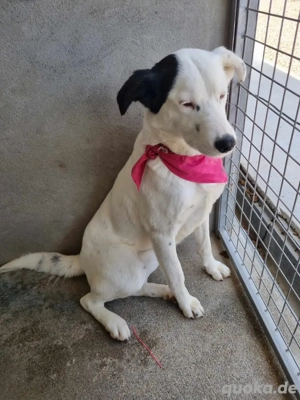 Vaunilha sucht ein Zuhause Bild 6