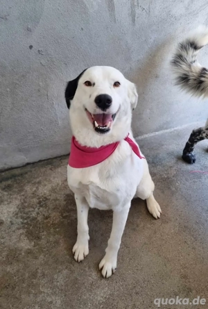 Vaunilha sucht ein Zuhause Bild 7