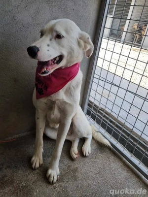 Vaunilha sucht ein Zuhause Bild 5